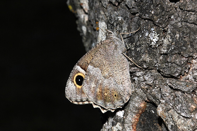 Hipparchia statilinus